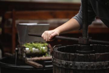 Farmer making white vine from white grpapes.