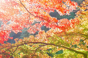Obraz na płótnie Canvas 香嵐渓の紅葉