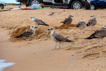 Seagull on the sandy seashore. Seascape.