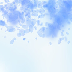 Dark blue flower petals falling down. Splendid rom