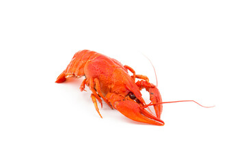 Boiled Fresh Crayfish,Crawfish,  isolated on white background