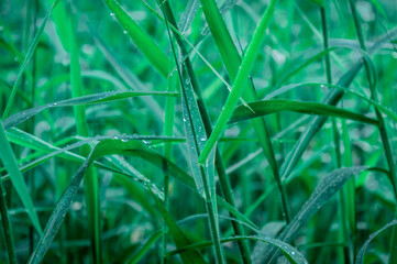 Raindrops on leaf. Close up of rain water dew droplets on grass crop plant. Sunlight reflection. Rural scene in agricultural field lawn meadow. Winter morning rainy season. Beauty in nature background