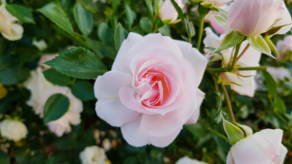 Rose in the garden. Flower rose illuminated by sunlight on a green background.