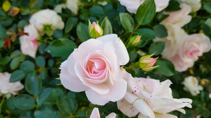 Rose in the garden. Flower rose illuminated by sunlight on a green background.
