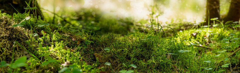 panorama forest atmosphere moss leaves roots grass close up macro blurred background bokeh