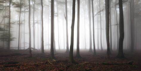 Foggy forest. Fairy tale spooky looking woods in a misty sunrise. Cold foggy morning in horror forest