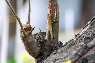Mantis on a tree branch. A large European mantis crawls in search of prey. The insect hunts.