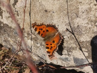 butterfly on a leaf