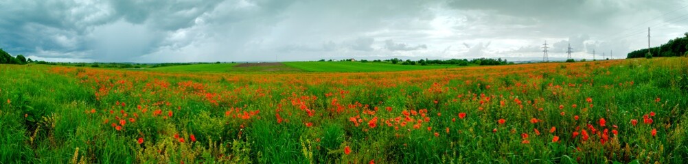 Panorama of a poppy field in the countryside in summer near the highway