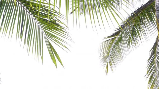 Tropical beach palm leaves coconut tree  on white background,  palm fronds swaying in wind with bird flying through.