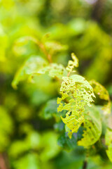 Holes in a leaf of a tree from caterpillars.