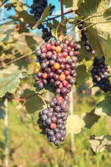 Single bunch of ripe red wine grapes hanging on a vine with green leaves
