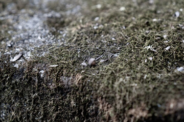 残されたどんぐりが醸し出すノスタルジー