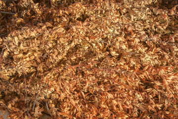 Colorful background of dry laurel orange autumn leaves