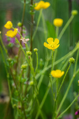 Obraz premium Yellow flowers of buttercup with morning dew.
