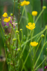 Yellow flowers of buttercup with morning dew.