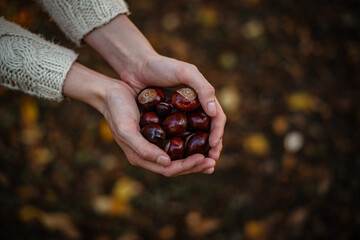 Beautiful autumn close up photo of woman hands full of chestnuts.