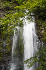 Fototapeta na wymiar 日本の雄大に流れる箕面の滝