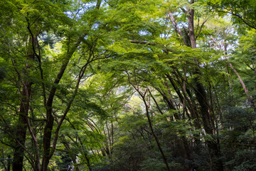 日本の山奥に生える緑あふれる木々