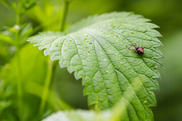 Beetle with a long nose on a nettle leaf.