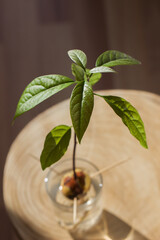 Young green avocado leaves from a stone in a glass of water close-up.Growing avocado from seed at home. Small tree.Home-grown exotic plants.botany.vertical