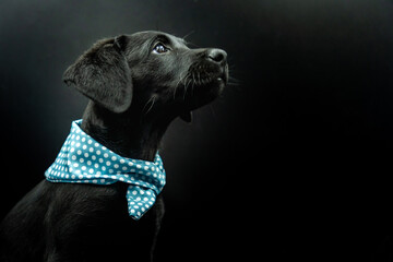 Portrait of Adorable Black Haired Mallorcan Shepherd Dog Model Puppy Wearing a Blue Bow in Black Background Looking Up