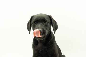Portrait of Adorable Black Haired Mallorcan Shepherd Dog Model Puppy in White Background Looking Front Licking Itself