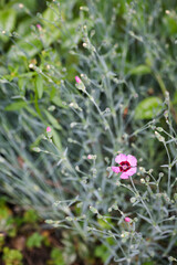 Small pink carnation flower outdoors on a plant.