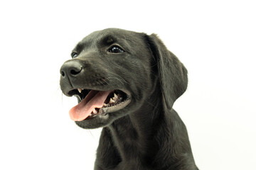 Portrait of Adorable Black Haired Mallorcan Shepherd Dog Model Puppy in White Background Looking Left with Open Mouth