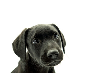 Portrait of Adorable black haired Mallorcan Shepherd dog model puppy on white background looking at...