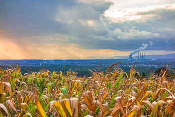 Corn field at sunset with smoking chimneys in the background