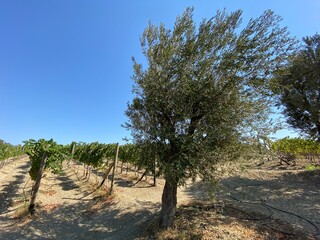 Vineyard in Aegean Sea with olive trees. Vineyard in Datça, Turkey near Aegean Sea. Olive trees...