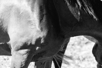 Cavalo alto contraste preto e branco
