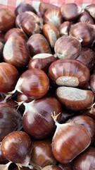 Maronen aus dem Wald im Herbst selbst sammeln, Macro, Close up