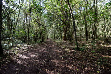 footpath in the woods