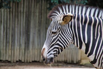 Zebra em perfil à frente de cerca