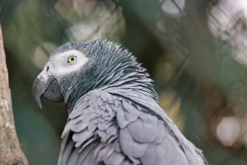 Papagaio-cinzento em perfil