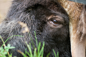 Closeup of a musk ox. Closeup of eye musk ox.