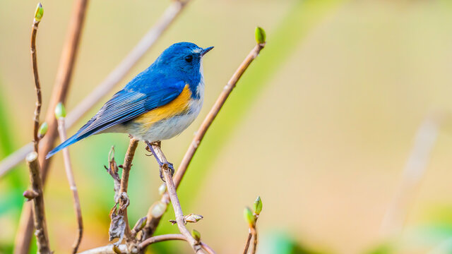 ルリビタキ Images – Browse 4,446 Stock Photos, Vectors, and Video