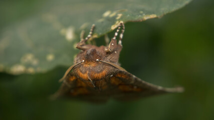 brown earthen spider hunts insects, looking out of hiding