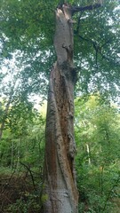 Fototapeta premium Baum mit Blitzschaden