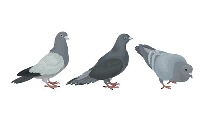 Grey Domestic Pigeon or Dove as Feathered Bird Vector Set