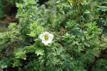 A flower of pure white Dasiphora fruticosa in July