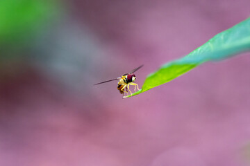 Hoverfly on the Edge of  Leaf, Mauve Background