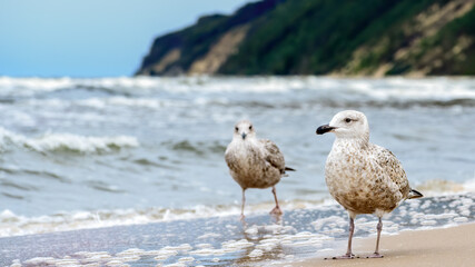 Two young european herring gulls (Larus argentatus) near the sea side