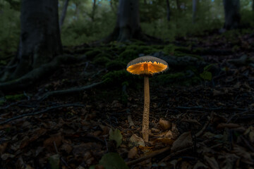 lighting glowing mushrooms in the enchanted woods, Edible mushroom (Macrolepiota procera) grows from dead wood in the evening forest