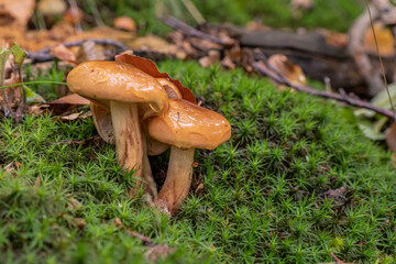 Small brown mushroom grow from moss in the forest with a blurred background