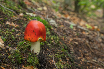 mushroom A red toadstool grows in the autumn forest