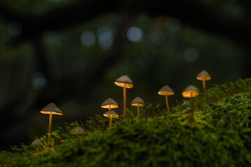 lighting glowing mushrooms in the enchanted woods, A group of small purple mushrooms grow from moss in the evening forest
