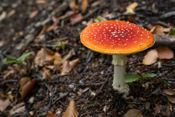 mushroom A red toadstool grows in the autumn forest